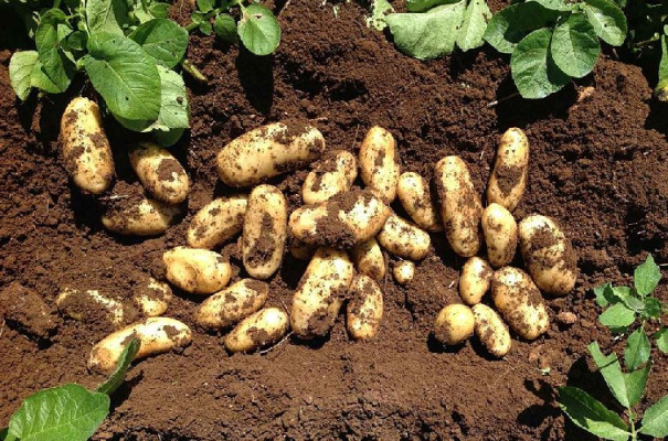 Valorizzazione culturale, agroalimentare, delle tecniche di Marketing, Patata di SIracusa